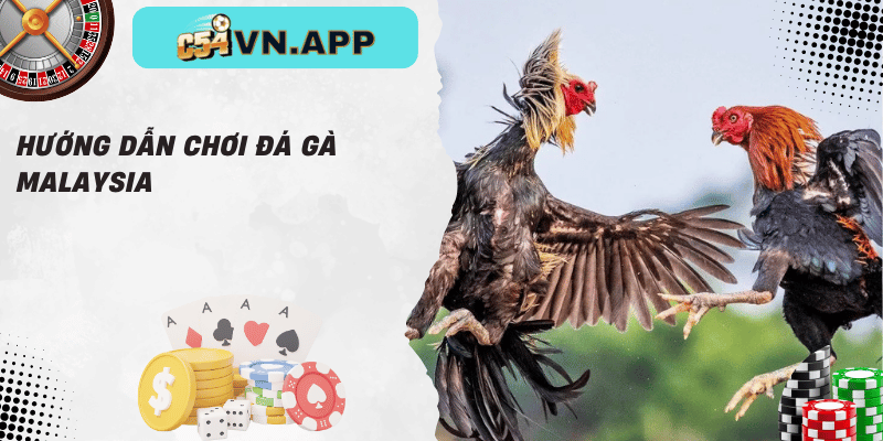 Hướng dẫn chơi đá gà malaysia
